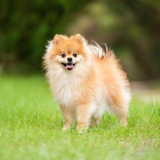 Perro Pomerania con corte de mantenimiento