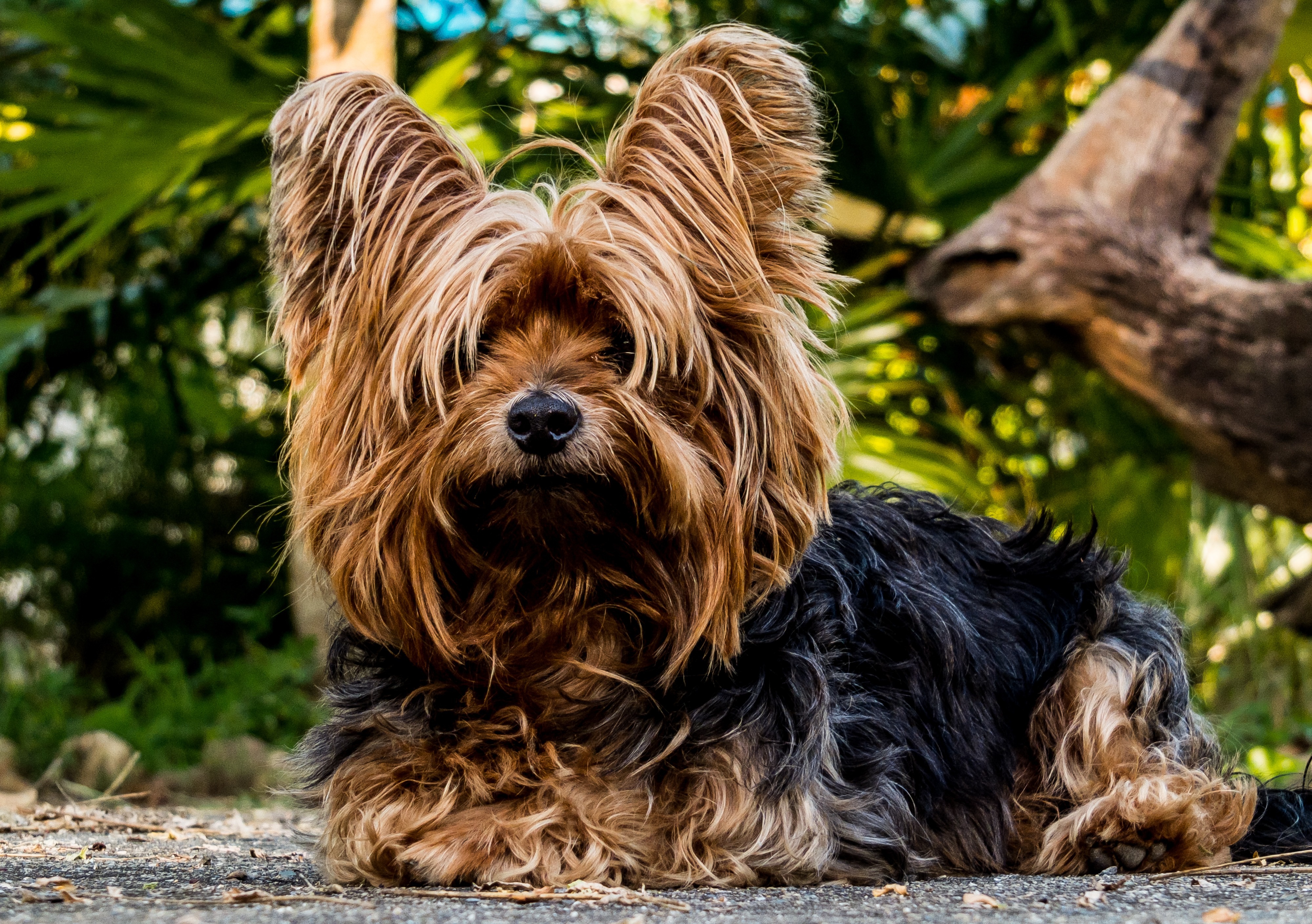 Yorkshire Terrier con corte de pelo